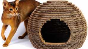 Kako naučiti mačku kući: savjeti iz prakse